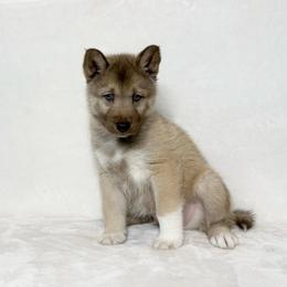 Sonny (Max Nickname) - Red and white male Siberian Husky puppy in Fairborn, Ohio from Haven of Free Spirits