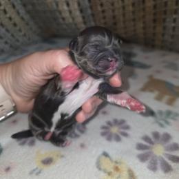 Shihpoo and Shih Tzu Puppies from Gemstone Puppies