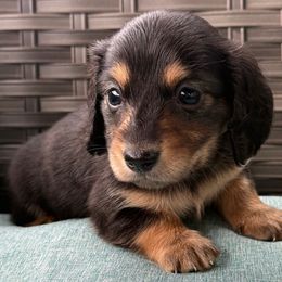 Redwood - Black and tan male Dachshund puppy in Salem, Oregon from Longdox Mini Dachshunds