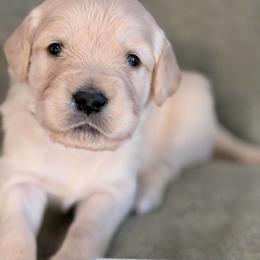 Boy 1 - Light Blue - Light golden male Golden Retriever puppy in Mc Minnville, Tennessee from Wishaw Whisky Golden Retrievers