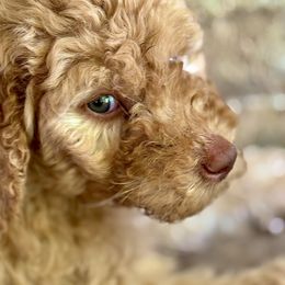 Goldie - Cream male Goldendoodle puppy in Arlington, Texas from Chambers Doodle Patch