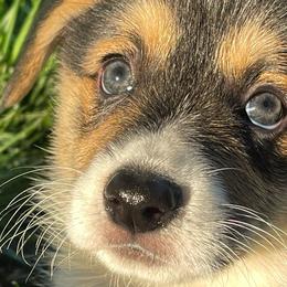 Boy 1 - Black and tan Pembroke Welsh Corgi puppy in Solano County, California from Early Spring Corgis