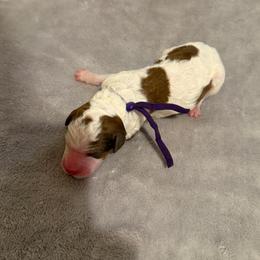 Biscuit - Parti male Poodle puppy in Piqua, Kansas from Legacy Farms Standard Poodles