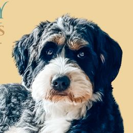 Lainey - Goldendoodle