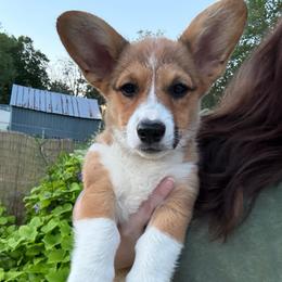 Jewels-Female 4 - Sable female Pembroke Welsh Corgi puppy in Cooper, Texas from S7 Corgis and Chaos