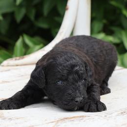 Peter - Black male Whoodle puppy in West Bend, Iowa from Blue Skies Terriers