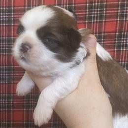 Fritz - Brindle and white male Shih Tzu puppy in Jasper, Georgia from Tiny Bubbles Shih Tzus