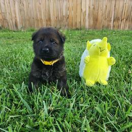 Yellow collar - Sable female German Shepherd puppy in Ramsey, Illinois from Haus-Farr German Shepherds