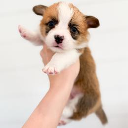 Beth - Blue (Tail) - Red female Pembroke Welsh Corgi puppy in Milan, Georgia from Williams’ Welsh Corgis LLC