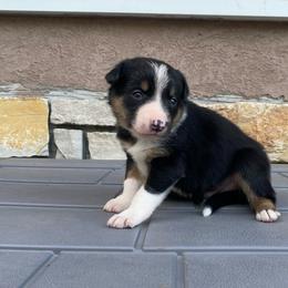 Pepper - Tri-color male Border Collie puppy in Black River Falls, Wisconsin from Billowing Borders