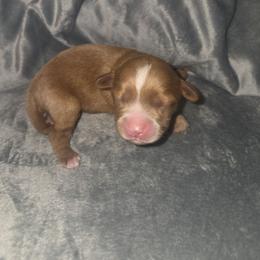 Grace - Red female Cavapoo puppy in Kingsville, Missouri from Echo Valley Cavapoos