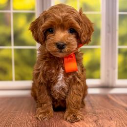 Bingo (Orange Collar Female) - Red  female Goldendoodle puppy in Santa Clara, Utah from Desert Dawn Doodles