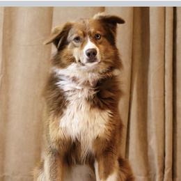 Zeus - Australian Shepherd