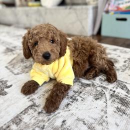 Goldendoodle Puppies from Doodle Squad Puppies