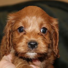 Patricia - Red female Cockapoo puppy in Perry, Arkansas from Parker's Cockapoos
