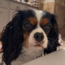 Bria - Cavalier King Charles Spaniel