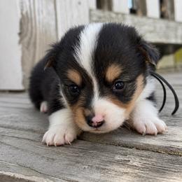 Nugget (black) - Black and tan male Pembroke Welsh Corgi puppy in East Oakdale, California from Rhettro Kennels