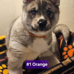 1 (orange) - Agouti and white female Siberian Husky puppy in Dane, Wisconsin from Sunny Hurricane Siberians