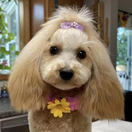 Zoey - Poodle