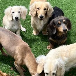 Dachshund Puppies from Dachshund Family Love Breeders
