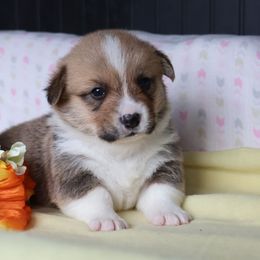 Boy 2 - Red male Pembroke Welsh Corgi puppy in Morgantown, Pennsylvania from Goldstar Puppies (License Number 18519)