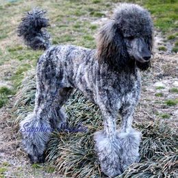 Poodle Puppies from Sapphire Poodles