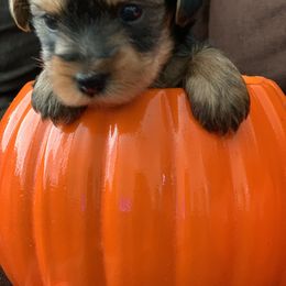 Yorkshire Terrier Puppies from Sweet Yorkie Love