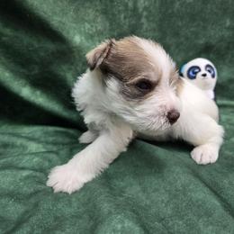 Hale - Parti male Miniature Schnauzer puppy in Lebanon, Missouri from Sassy's Classy Canines