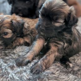 Jin - White and black male Chinese Crested puppy in San Antonio, Texas from Charming Cresteds Kennel