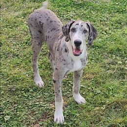 Manny - Mantle merle male Great Dane puppy in Walker, Louisiana from La Rebel Danes