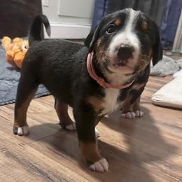 Appenzeller Sennenhund Puppies from HussarRidge