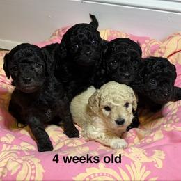 Cavapoo puppies from Carolina Cavapoos