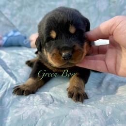Green - Black and rust male Beauceron puppy in Floyd’s Knobs, Indiana from Birdwing Beaucerons
