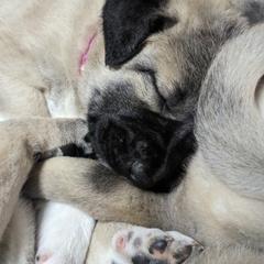 Kangal Puppies from Black Locust Katahdins