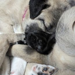 Kangal Puppies from Black Locust Katahdins