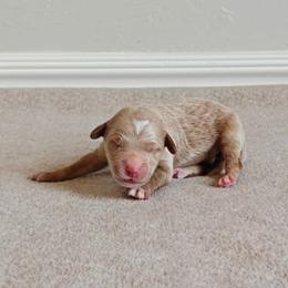 Light Green Boy - Apricot male Goldendoodle puppy in Guthrie, Oklahoma from Edmond Doodles, LLC