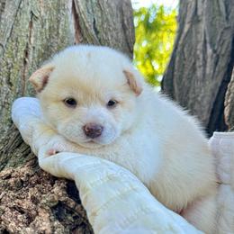 Tim - Cream male Shiba Inu puppy in Carpentersville, Illinois from Veronika's Shiba Inus