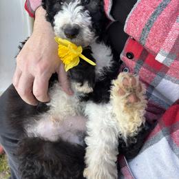 Aussiedoodle, Australian Shepherd, and Poodle Puppies from Love my doodles/ Aussiedoodle love