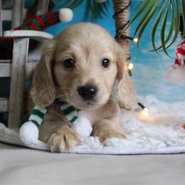 Theodore - Cream male Dachshund puppy in Pace, Florida from Shoebox Doxie’s