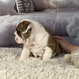 Bulldog Puppies from Sweet Rolls