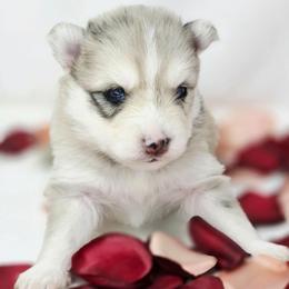 D'artagnon - Merle male Pomsky puppy in Christiana, Tennessee from Smoky Mountain Pomskies