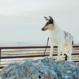 Summer - Collie