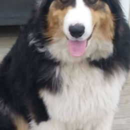 Aussiedoodles and Australian Shepherds from Pineview Farms Australian Shepherds