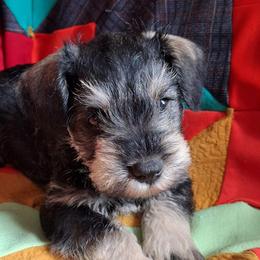 Dallas - Salt and pepper male Miniature Schnauzer puppy in Richardton, North Dakota from Crooked Tree Ranch