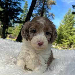 Marlie pale pink collar - Red merle female Aussiedoodle puppy in Clarkston, Washington from Doodle & Poodle Palace