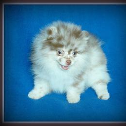 Pomeranian Puppies from Beau Joli Pomeranians
