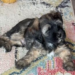 Barlow - Fawn and white male Tibetan Terrier puppy in Hastings, Michigan from Perrin Bouviers