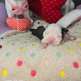 Rhea Ripley - Black brindle and white female Boston Terrier puppy in Millers Creek, North Carolina from Tumbling Shoals Hilltop Bostons