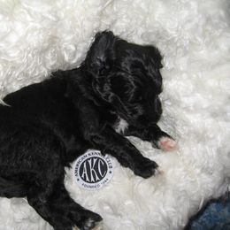 Portuguese Water Dog Puppies from Torrid Zone