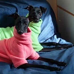 Italian Greyhound Puppies from Cave Canem Rex Italian Greyhounds